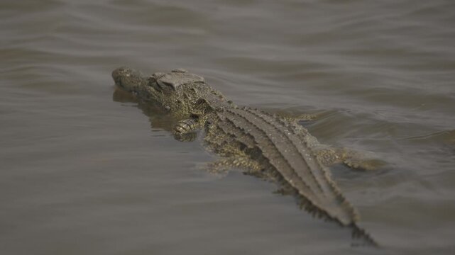 Wildlife In Hwange National Park, Zimbabwe (Slow Motion)