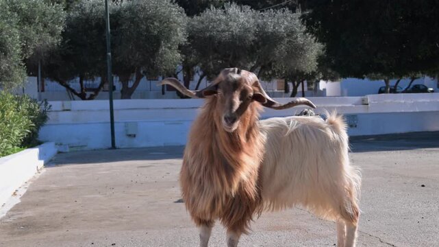 Goat Near Panormitis Monastery on Symi Island, Greece