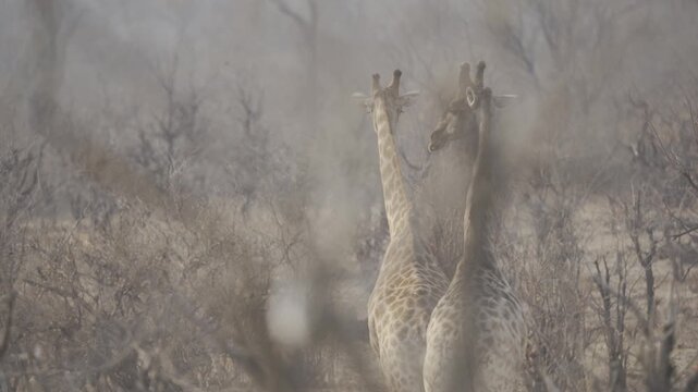 Wildlife In Hwange National Park, Zimbabwe (Slow Motion)