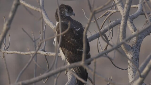 Wildlife In Hwange National Park, Zimbabwe (Slow Motion)