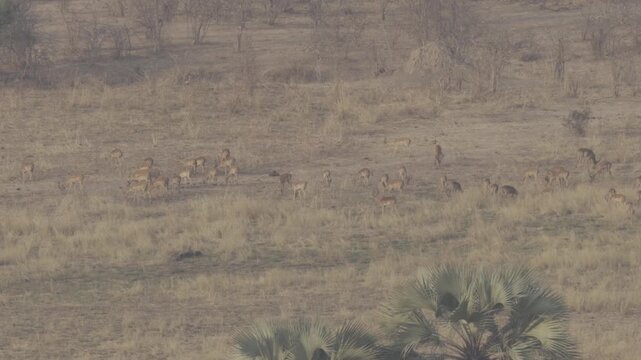Wildlife In Hwange National Park, Zimbabwe (Slow Motion)