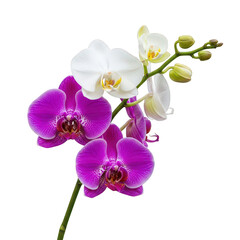 Vibrant purple and elegant white phalaenopsis orchids with buds blooming on a green stem, isolated on transparent background.