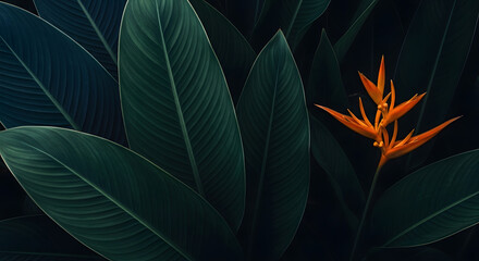 Dramatic low-key tropical background featuring dark green leaves | Bright orange heliconia flower blooming in dark jungle foliage | Exotic bird of paradise bloom against lush moody greenery