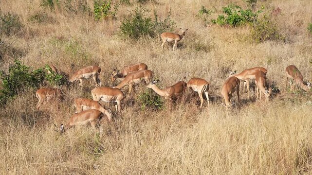 A herd of impala antelopes (Aepyceros melampus) feeding in natural habitat, National Park, South Africa