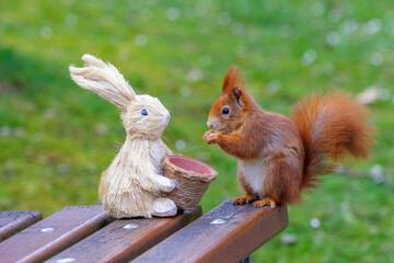 Eichhörnchen (Sciurus vulgaris) © Rolf Müller