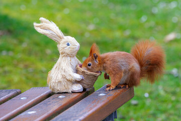 Eichhörnchen (Sciurus vulgaris) © Rolf Müller