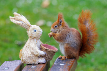 Eichhörnchen (Sciurus vulgaris) © Rolf Müller