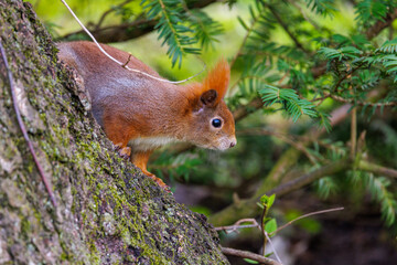 Eichhörnchen (Sciurus vulgaris) © Rolf Müller