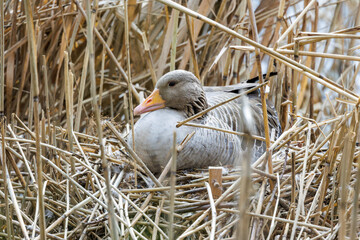 Graugans (Anser anser) landet © Rolf Müller