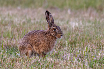 Fototapeta premium Feldhase (Lepus europaeus)