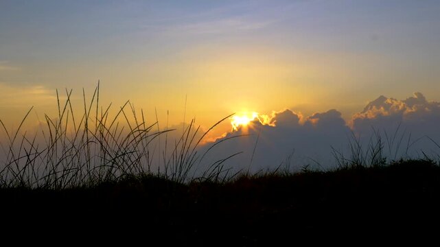 Silhouettes of wild grass sway gently in the breeze as the sun sets, with the sky displaying stunning and beautiful colors as a background. Ideal for nature, travel, environment projects.