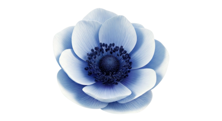 Close-up of a delicate blue anemone flower