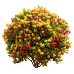 Bush covered in red and yellow blossoms against a black background