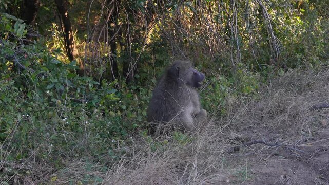 Babuin siting in a bush. South Africa.