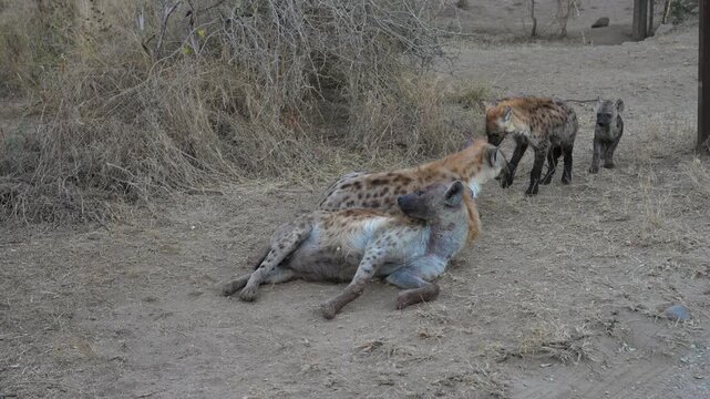 Playful hyena cubs with their mother in the wild savanna. South Africa.