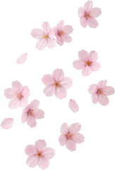 Obraz premium Pink Cherry Blossom Flowers and Petals PNG