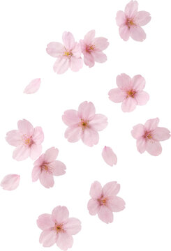 Pink Cherry Blossom Flowers and Petals PNG