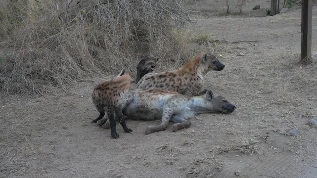 Playful hyena cubs with their mother in the wild savanna. South Africa.