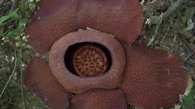 Rafflesia kerrii this flowering plant has the largest flowers in the world and is found in Khao Sok, Surat Thani Province.