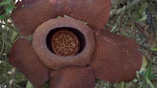 Rafflesia kerrii this flowering plant has the largest flowers in the world and is found in Khao Sok, Surat Thani Province.
