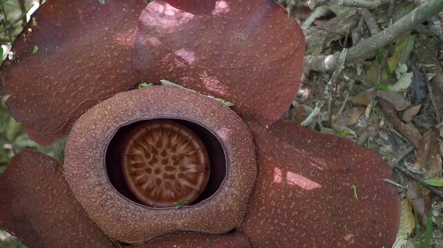 Rafflesia kerrii this flowering plant has the largest flowers in the world and is found in Khao Sok, Surat Thani Province.