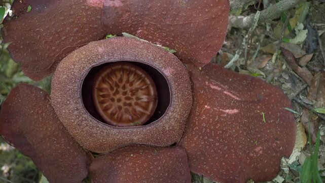 Rafflesia kerrii this flowering plant has the largest flowers in the world and is found in Khao Sok, Surat Thani Province.