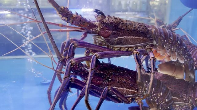 spiny lobsters rest in a clear tank at Waterfront Supermarket, Dubai, showcasing their vibrant shells and long antennae