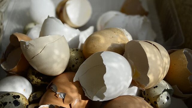 Chicken shell in the hands of a man broken egg believes in the hand of a man