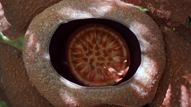 Rafflesia kerrii this flowering plant has the largest flowers in the world and is found in Khao Sok, Surat Thani Province.