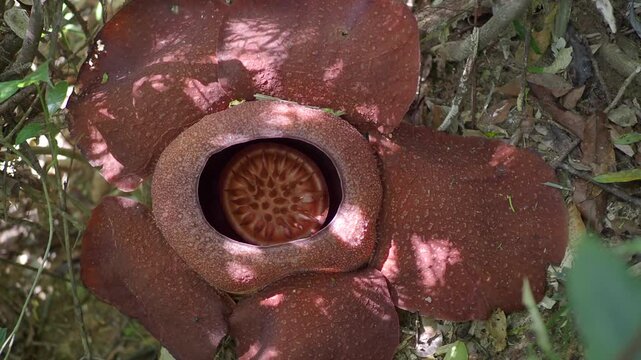 Rafflesia kerrii this flowering plant has the largest flowers in the world and is found in Khao Sok, Surat Thani Province.