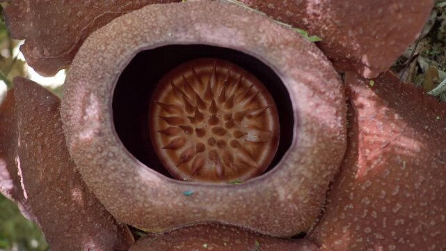 Rafflesia kerrii this flowering plant has the largest flowers in the world and is found in Khao Sok, Surat Thani Province.