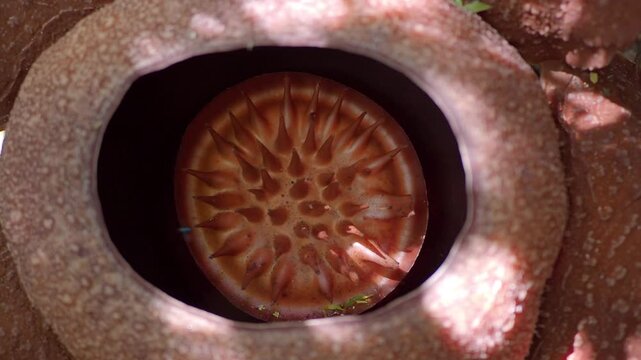 Rafflesia kerrii this flowering plant has the largest flowers in the world and is found in Khao Sok, Surat Thani Province.