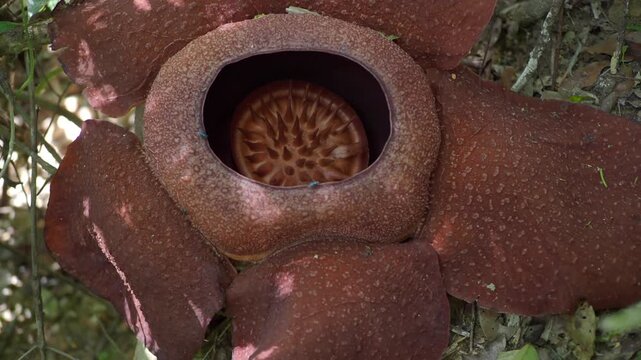 Rafflesia kerrii this flowering plant has the largest flowers in the world and is found in Khao Sok, Surat Thani Province.