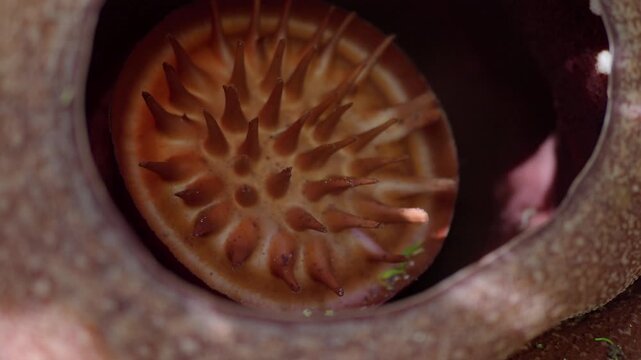 Rafflesia kerrii this flowering plant has the largest flowers in the world and is found in Khao Sok, Surat Thani Province.