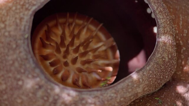 Rafflesia kerrii this flowering plant has the largest flowers in the world and is found in Khao Sok, Surat Thani Province.