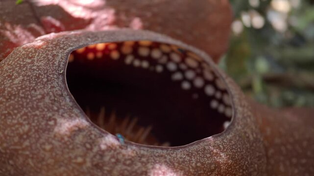 Rafflesia kerrii this flowering plant has the largest flowers in the world and is found in Khao Sok, Surat Thani Province.
