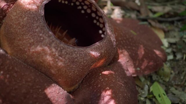 Rafflesia kerrii this flowering plant has the largest flowers in the world and is found in Khao Sok, Surat Thani Province.