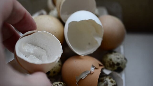 Chicken shell in the hands of a man broken egg believes in the hand of a man