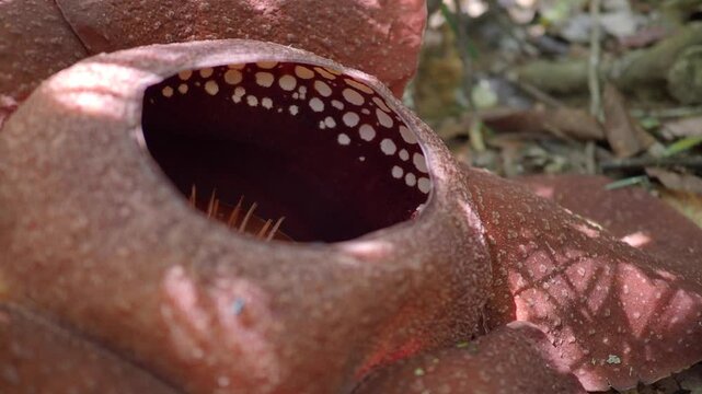 Rafflesia kerrii this flowering plant has the largest flowers in the world and is found in Khao Sok, Surat Thani Province.