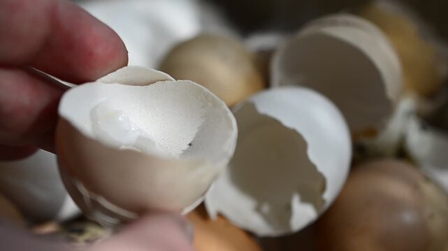broken egg shells