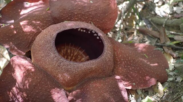 Rafflesia kerrii this flowering plant has the largest flowers in the world and is found in Khao Sok, Surat Thani Province.