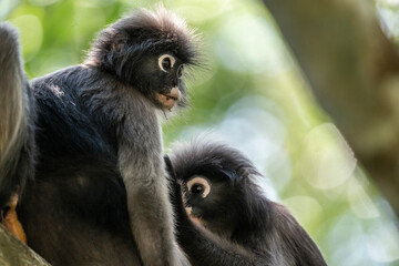 Fototapeta premium A close-up of a dark langur on a sunny day in Thailand
