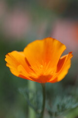 Fototapeta premium メルヘンチックなハナビシソウ