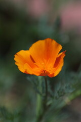 Fototapeta premium 野に咲くオレンジ色のハナビシソウ