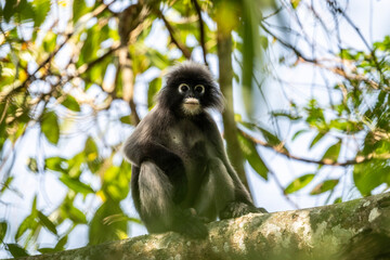Obraz premium A close-up of a dark langur on a sunny day in Thailand