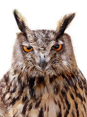 Fototapeta premium The Indian eagle-owl, also called the rock eagle-owl or Bengal eagle owl, (Bubo bengalensis) - a species of large horned owl found in the Indian Subcontinent.