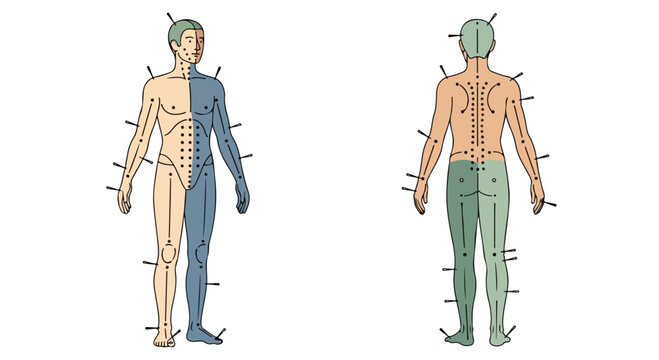 Human Body Dermatome Map Front and Back View Vector Illustration