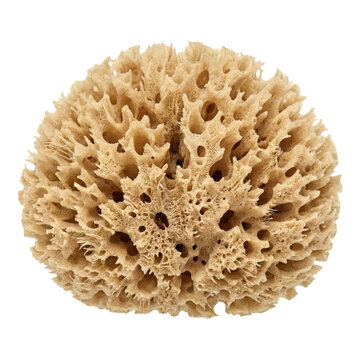 Natural beige sea sponge texture isolated