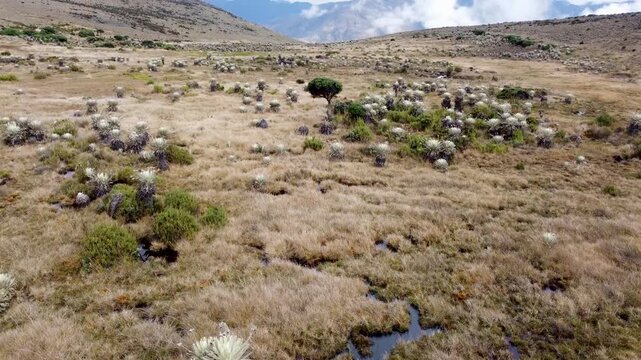 Close view of Paramo de Santurban terrain in Santander, Colombia
