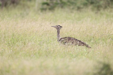 Obraz premium The kori bustard (Ardeotis kori) is the largest flying bird native to Africa.